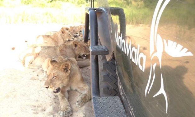 Incredible Moment Pride Of Lions Surround Ranger’s Car For Shade