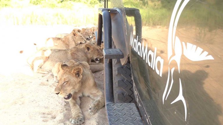 Incredible Moment Pride Of Lions Surround Ranger’s Car For Shade