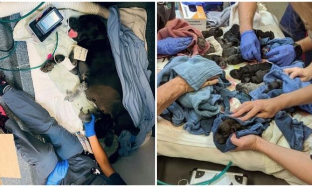 Mastiff Breaks National Record For Biggest Record – Gives Birth To A Whopping 21 Pups