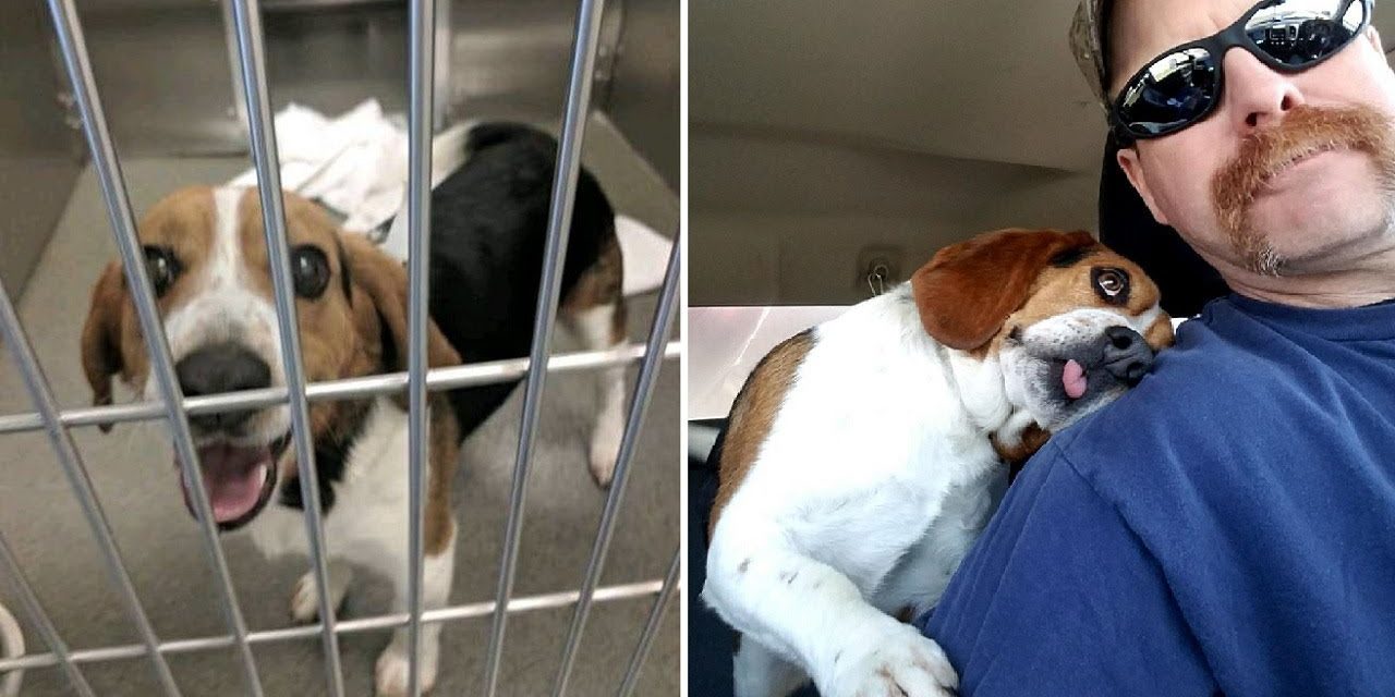 Adorable Beagle Can’t Stop Hugging The Man Who Saved Him From Euthanasia