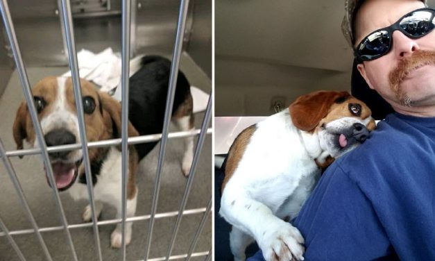 Adorable Beagle Can’t Stop Hugging The Man Who Saved Him From Euthanasia
