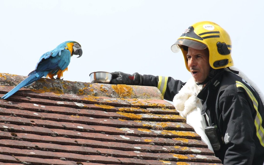 Parrot Stuck On The Roof Curses At Firefighters While They Were Trying To Save Her