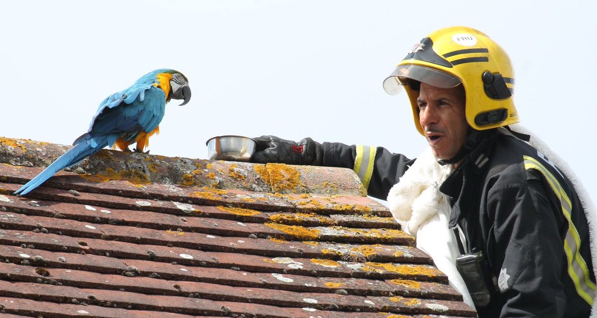 Parrot Stuck On The Roof Curses At Firefighters While They Were Trying To Save Her