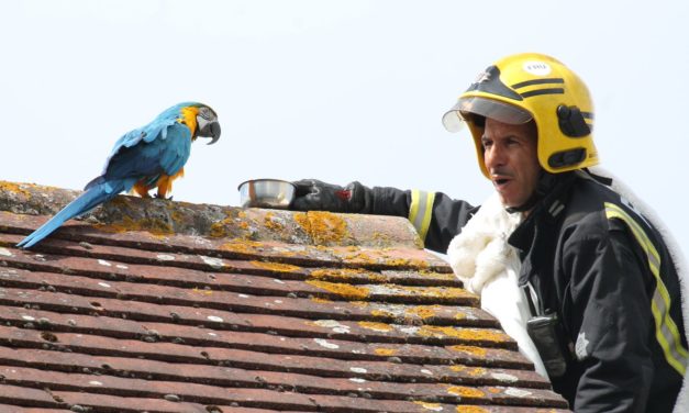 Parrot Stuck On The Roof Curses At Firefighters While They Were Trying To Save Her