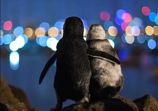 Photographer Captures Two Widowed Penguins Consoling Each Other In Melbourne