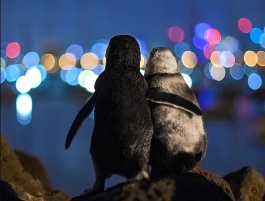 Photographer Captures Two Widowed Penguins Consoling Each Other In Melbourne