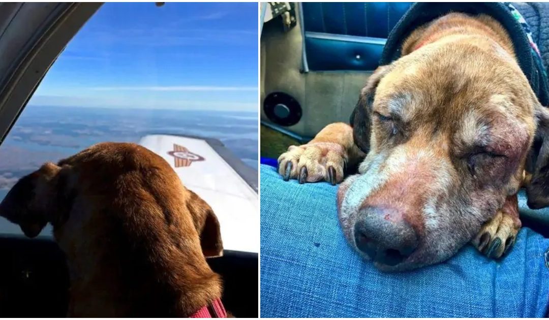 Dog Only Has Weeks To Live, So Pilot Flies Her 400 Miles To Help Her Spend Her Last Days With A Loving Family