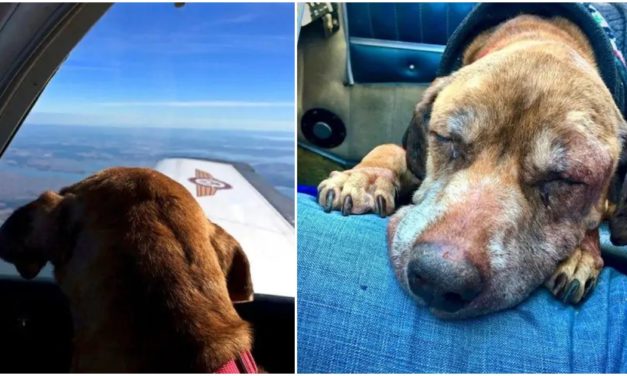 Dog Only Has Weeks To Live, So Pilot Flies Her 400 Miles To Help Her Spend Her Last Days With A Loving Family