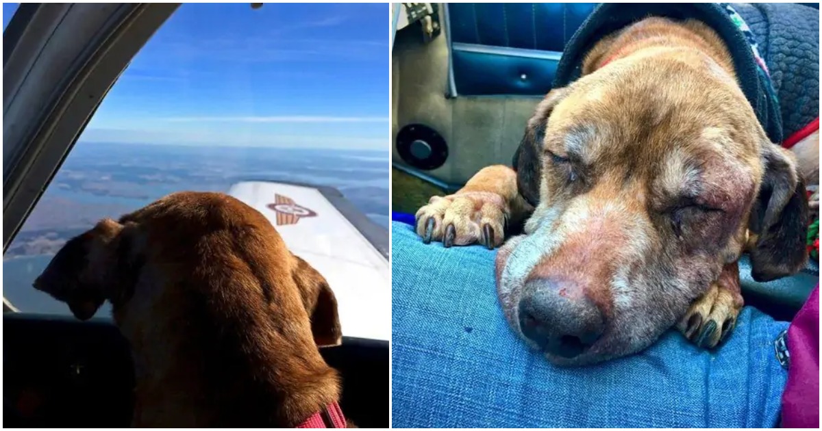 Dog Only Has Weeks To Live, So Pilot Flies Her 400 Miles To Help Her Spend Her Last Days With A Loving Family