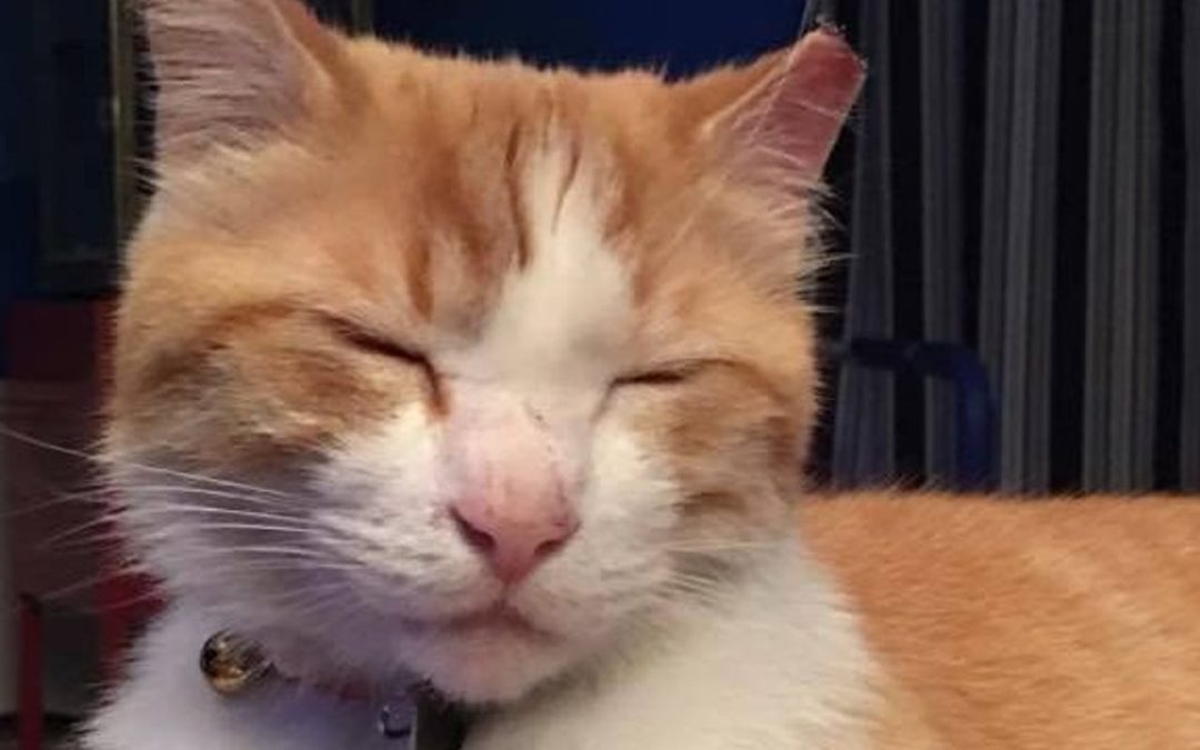 Monon Trail’s Pirate Cat’s Story Tragically Ends After Mysterious Disappearance