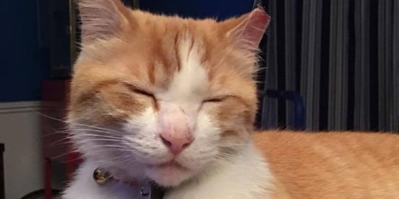 Monon Trail’s Pirate Cat’s Story Tragically Ends After Mysterious Disappearance