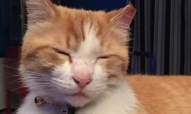 Monon Trail’s Pirate Cat’s Story Tragically Ends After Mysterious Disappearance