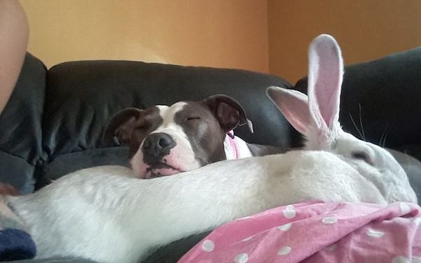 Pitbull Saved From A Fighting Ring Falls In Love With A Rabbit