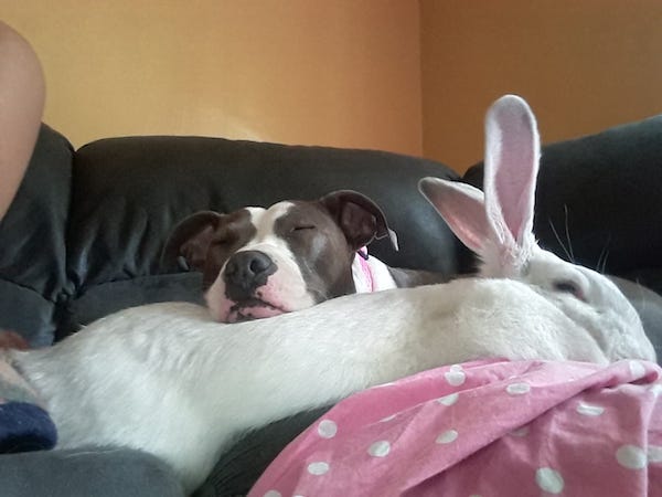 Pitbull Saved From A Fighting Ring Falls In Love With A Rabbit
