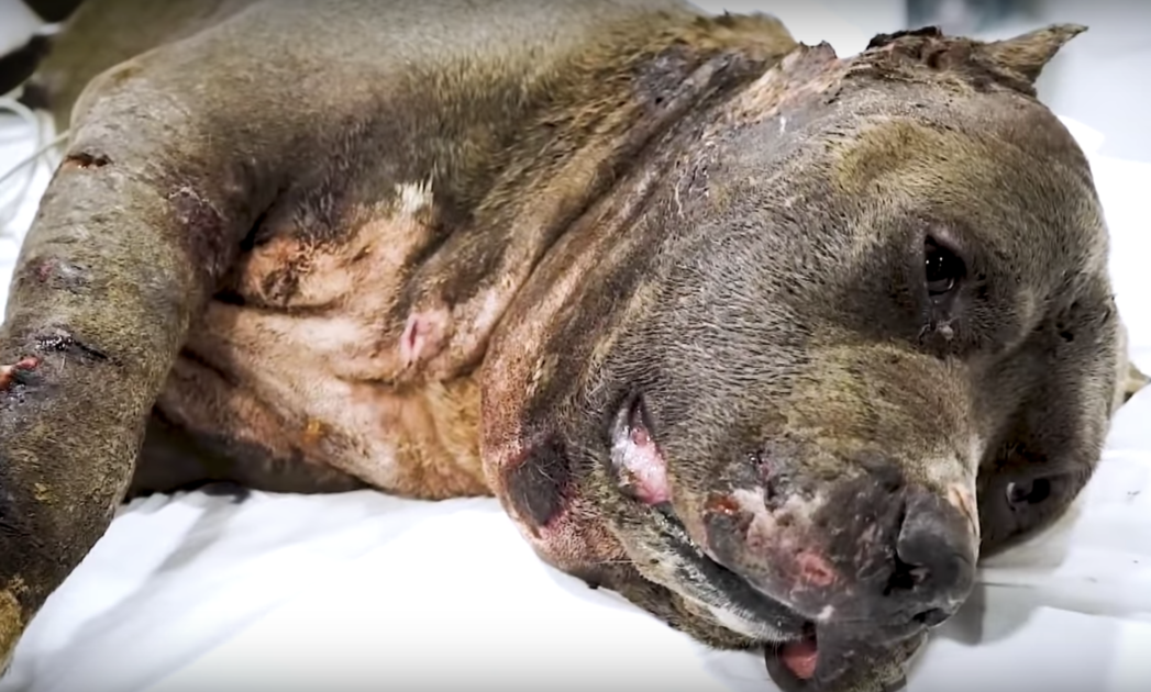 Betsy The Pitbull Makes An Amazing Recovery After Being Used As A Bait Dog In Fights