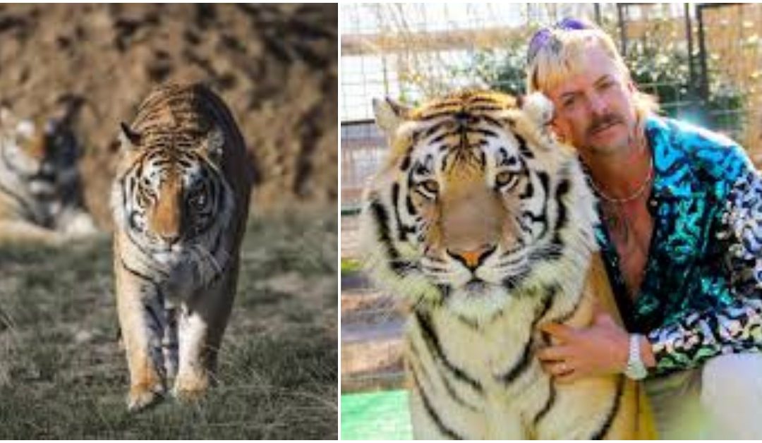Sanctuary That Rescued Dozens Of ‘Tiger King’ Tigers Is Struggling To Stay Afloat During Pandemic