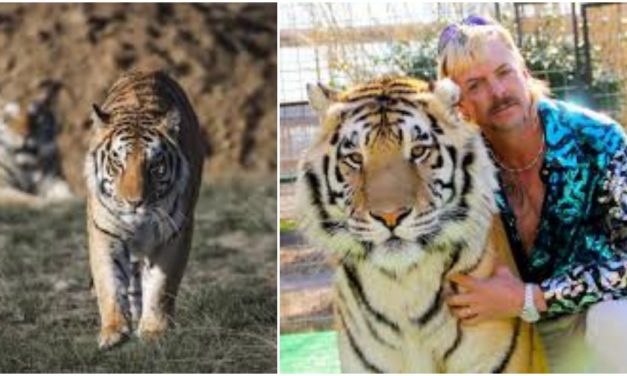 Sanctuary That Rescued Dozens Of ‘Tiger King’ Tigers Is Struggling To Stay Afloat During Pandemic