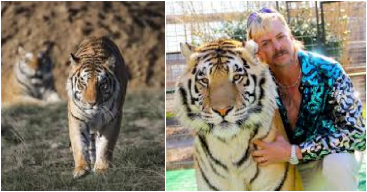 Sanctuary That Rescued Dozens Of ‘Tiger King’ Tigers Is Struggling To Stay Afloat During Pandemic