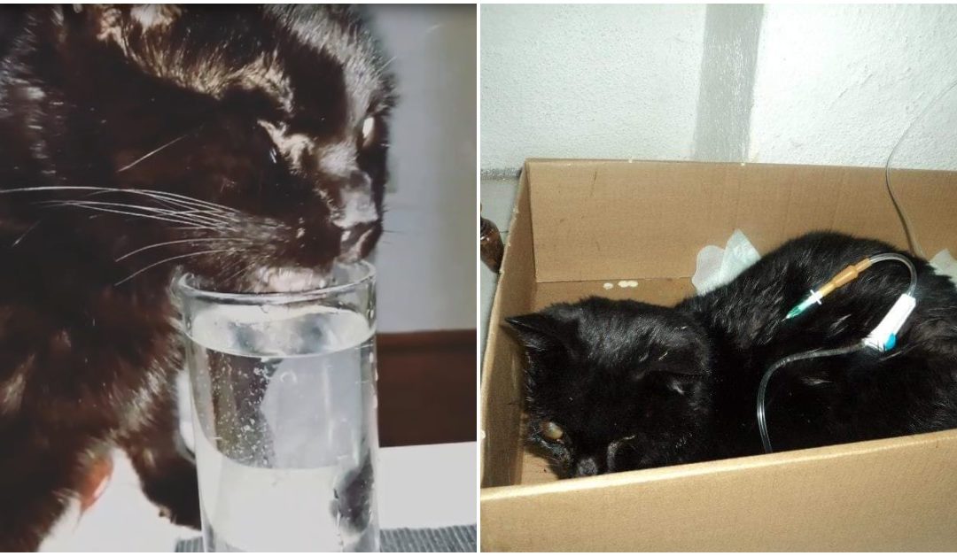 Meet Maci, The Blind Cat Who Lost His Eyesight After He Was Hit By A Car