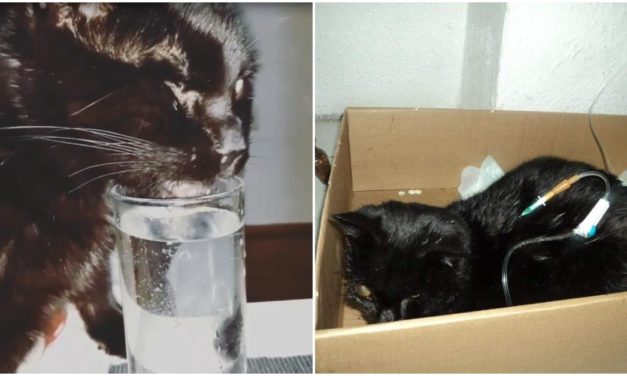 Meet Maci, The Blind Cat Who Lost His Eyesight After He Was Hit By A Car