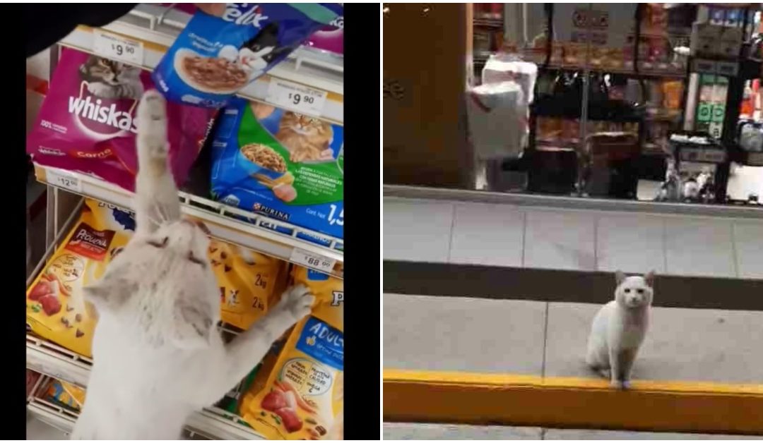 Smart Cat Goes To Store Every Day And Asks People To Buy Him Treats