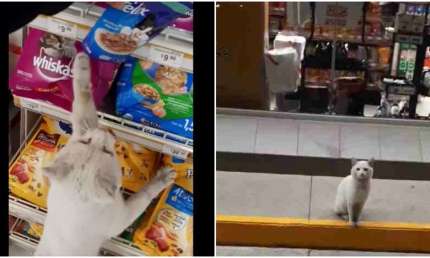 Smart Cat Goes To Store Every Day And Asks People To Buy Him Treats