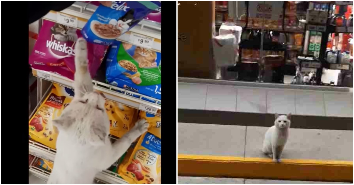 Smart Cat Goes To Store Every Day And Asks People To Buy Him Treats