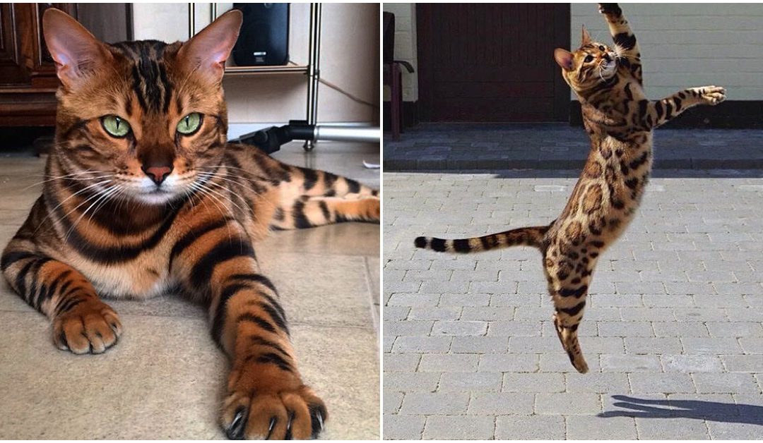 Meet Thor, The World’s Most Beautiful Bengal Cat