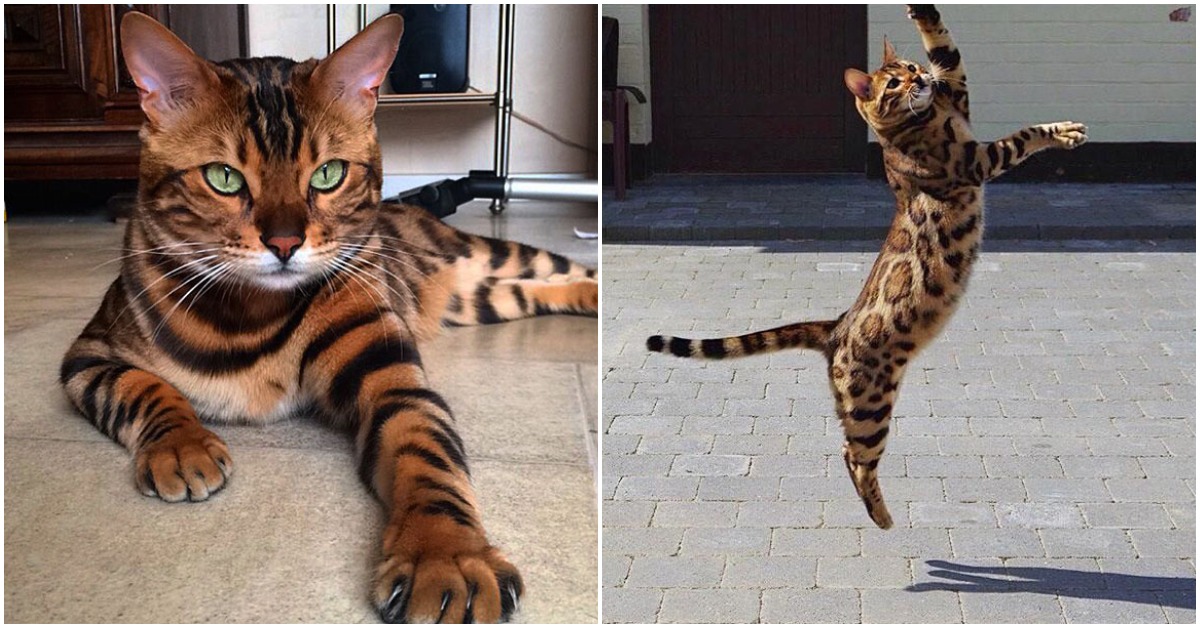 Meet Thor, The World’s Most Beautiful Bengal Cat