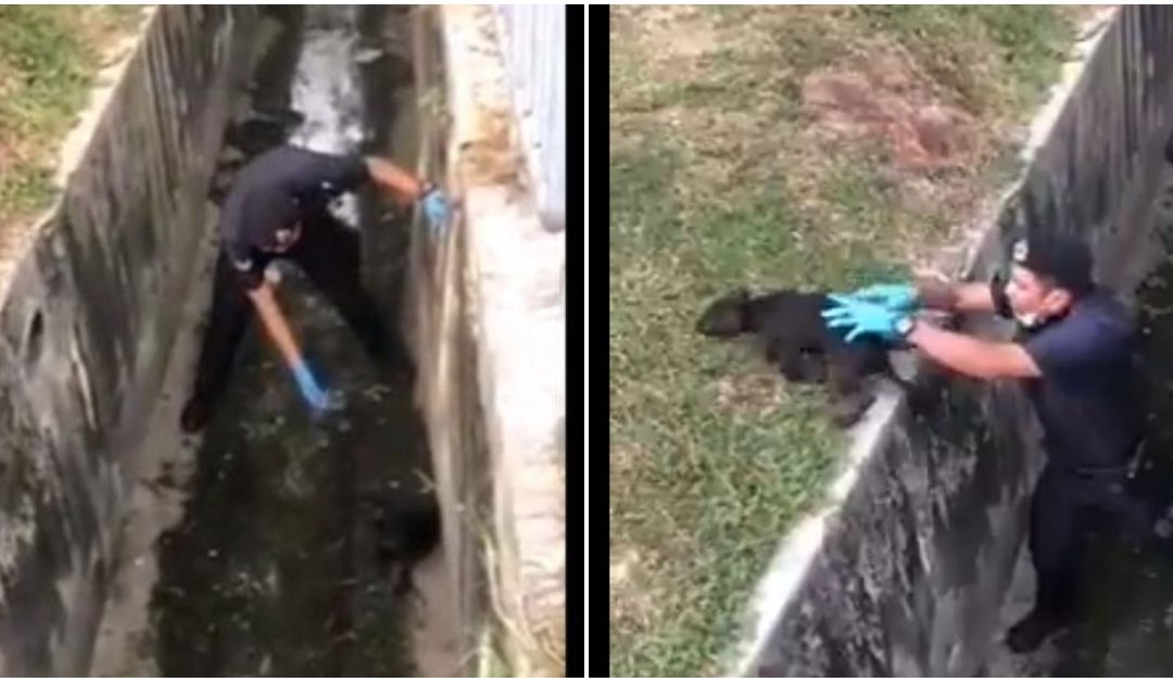 Heartwarming: Cop Reunites Puppy With Family During MCO Patrol