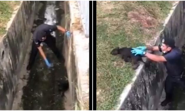 Heartwarming: Cop Reunites Puppy With Family During MCO Patrol