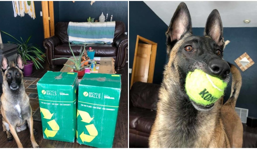 Ball-Obsessed Dog Looses His Mind After Getting 400 Tennis Balls For His Birthday