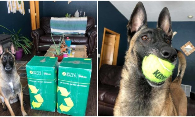 Ball-Obsessed Dog Looses His Mind After Getting 400 Tennis Balls For His Birthday