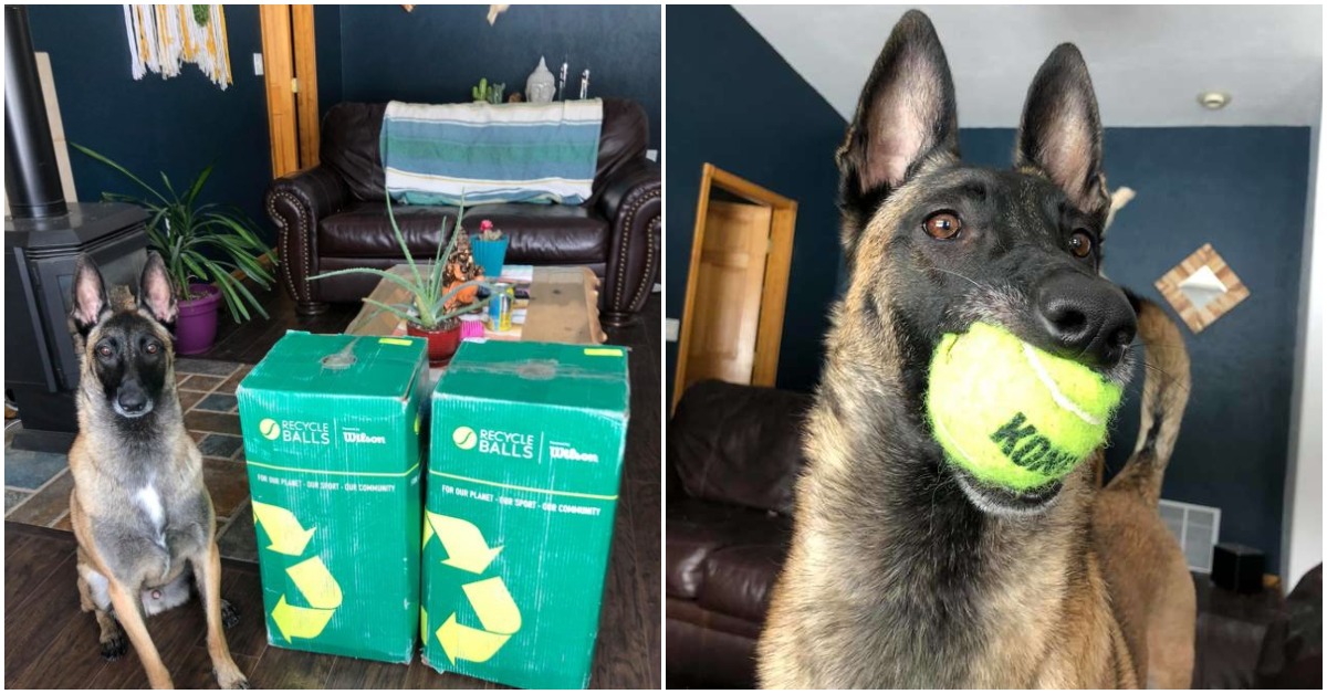 Ball-Obsessed Dog Looses His Mind After Getting 400 Tennis Balls For His Birthday