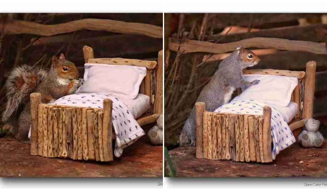 Woman Builds A Tiny Bed For The Squirrels In Her Garden