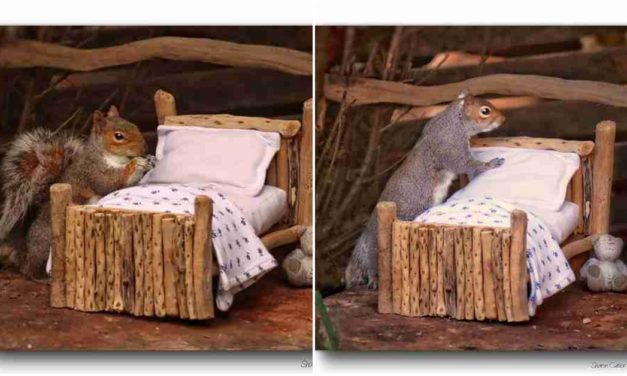 Woman Builds A Tiny Bed For The Squirrels In Her Garden