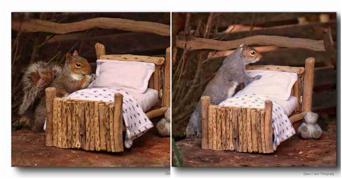 Woman Builds A Tiny Bed For The Squirrels In Her Garden