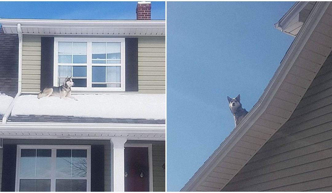 Cop Sends Hilarious Evidence To Owner To Inform Him That His Husky Is Sitting On The Roof Of His House