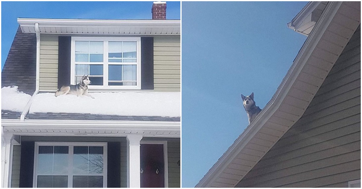 Cop Sends Hilarious Evidence To Owner To Inform Him That His Husky Is Sitting On The Roof Of His House