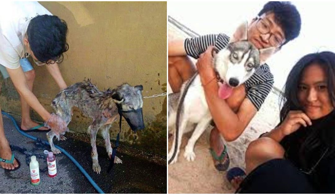 Man Rescues Dying Husky And Transformed Her Into The Most Beautiful Dog