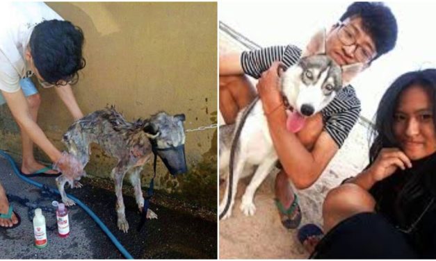 Man Rescues Dying Husky And Transformed Her Into The Most Beautiful Dog