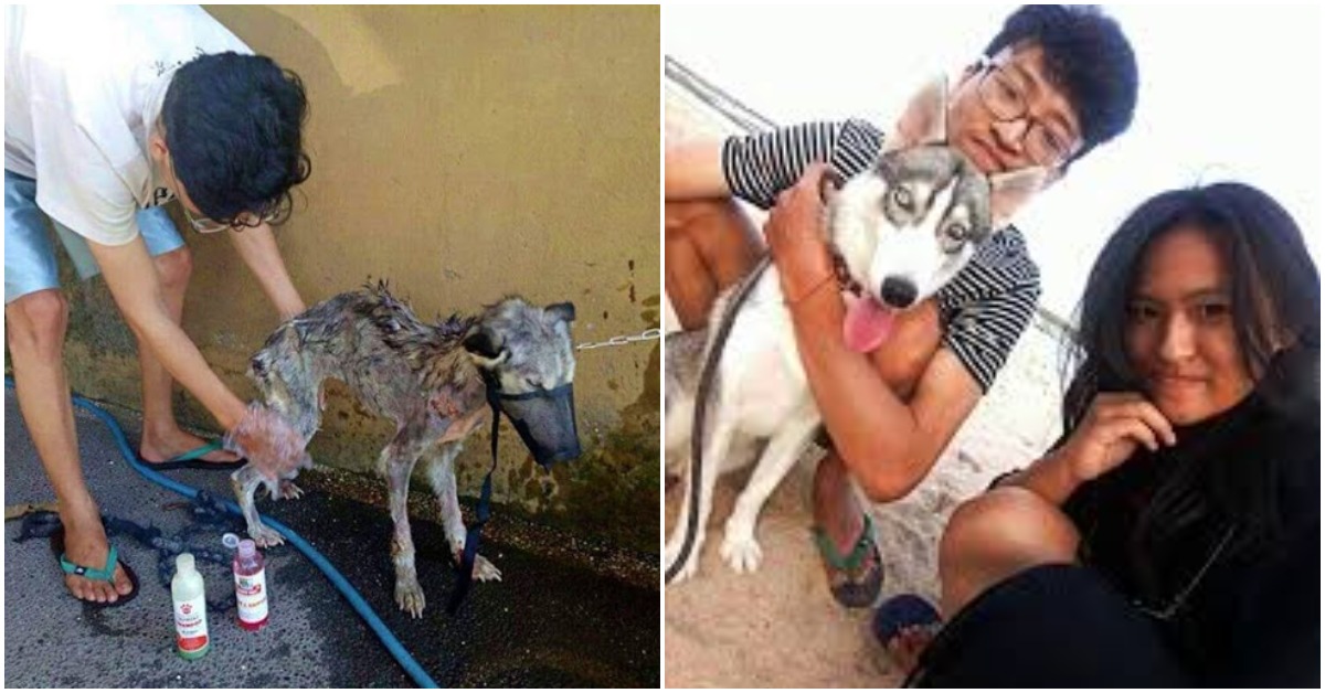 Man Rescues Dying Husky And Transformed Her Into The Most Beautiful Dog