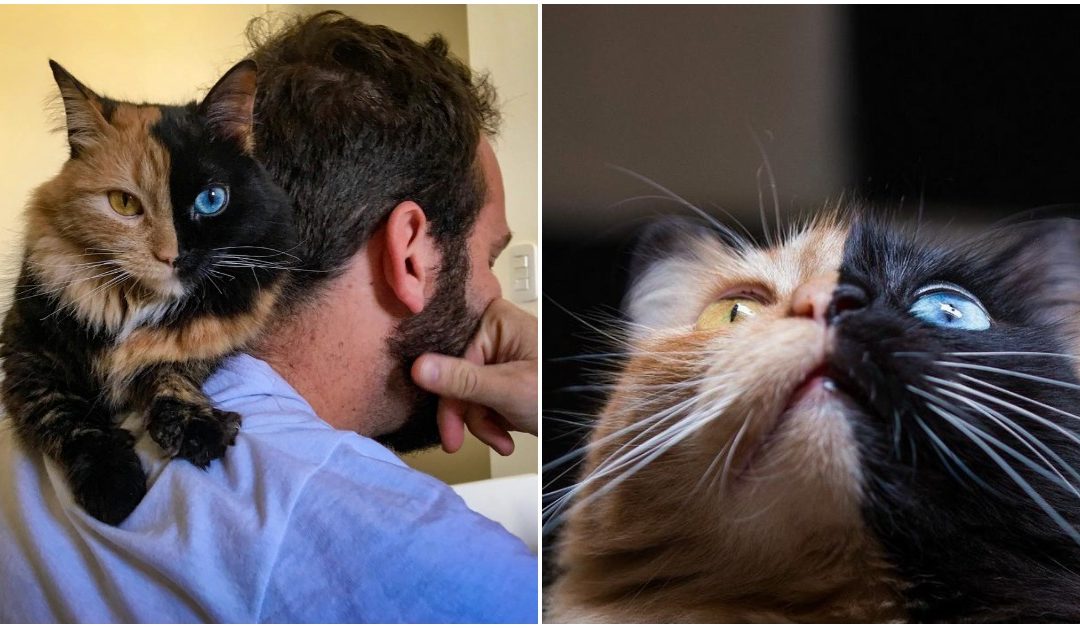 Meet The ‘Chimera’ Cat, Probably The Most Adorable ‘Accident’ That Happened To Nature