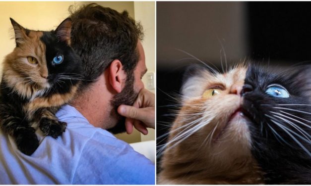 Meet The ‘Chimera’ Cat, Probably The Most Adorable ‘Accident’ That Happened To Nature
