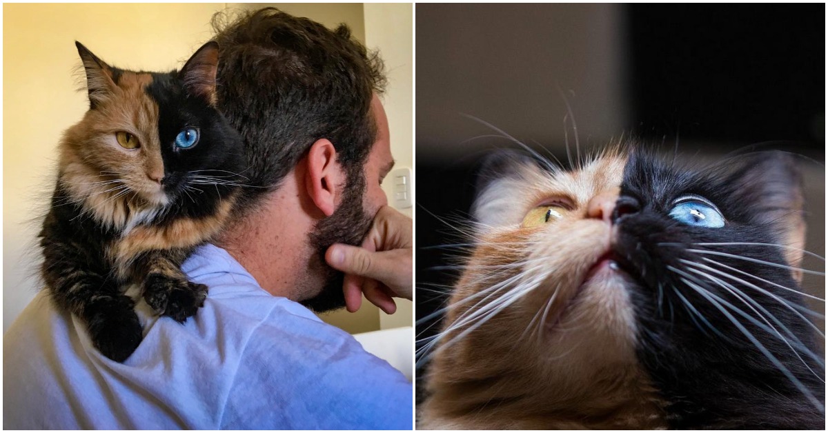 Meet The ‘Chimera’ Cat, Probably The Most Adorable ‘Accident’ That Happened To Nature