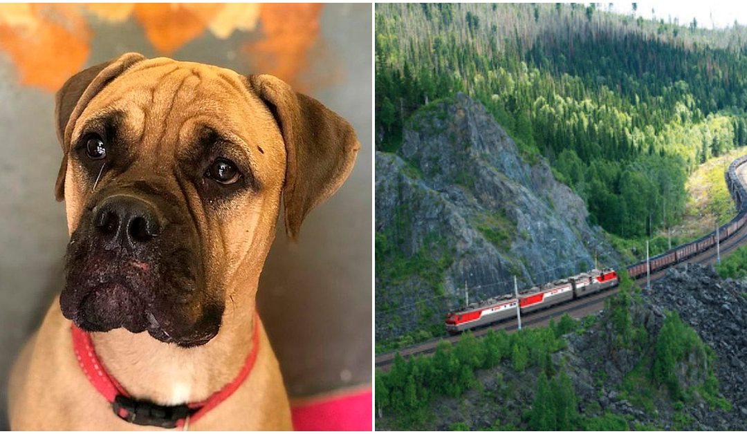 Loyal Dog Walks 125 Miles With Teary Eyes In A Desperate Attempt To Return Home To Owner Who Abandoned Her