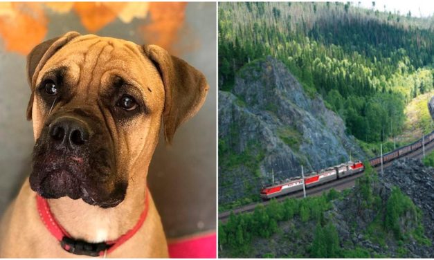 Loyal Dog Walks 125 Miles With Teary Eyes In A Desperate Attempt To Return Home To Owner Who Abandoned Her