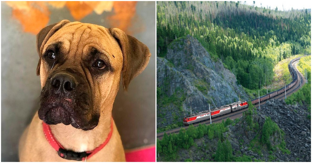Loyal Dog Walks 125 Miles With Teary Eyes In A Desperate Attempt To Return Home To Owner Who Abandoned Her