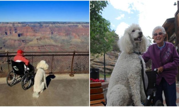 90-Year-Old Woman Refuses Chemo And Starts Traveling With Her Dog Instead