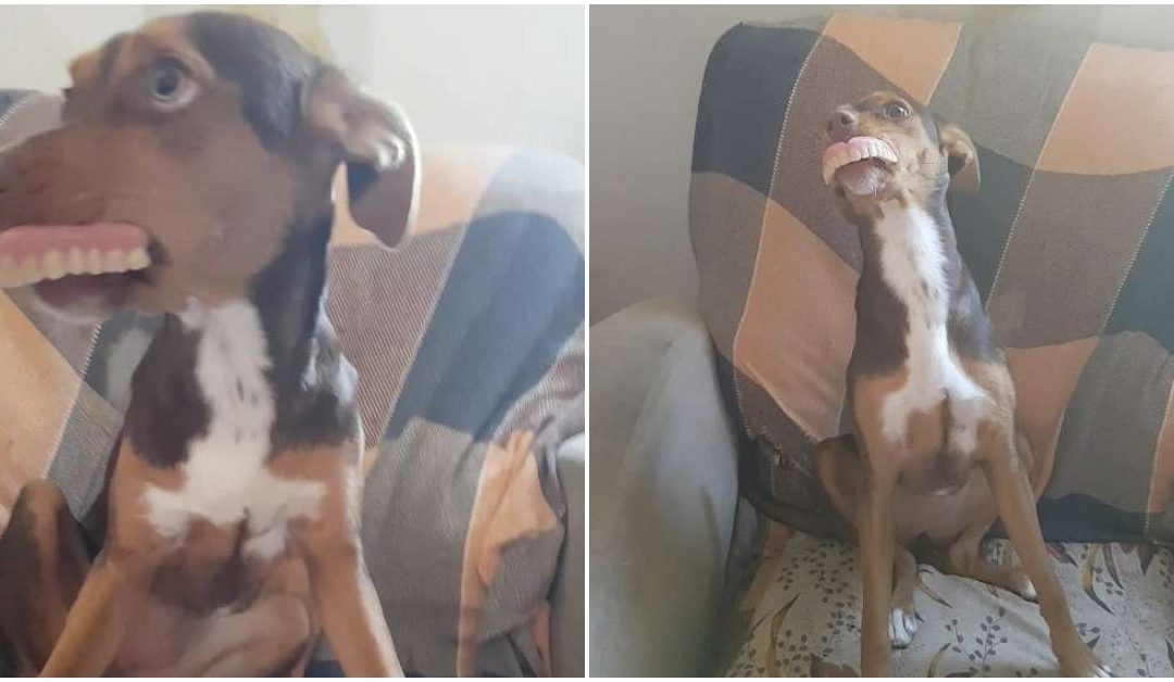 Puppy Flashes Grandma’s Missing Dentures In A Hilarious Smile